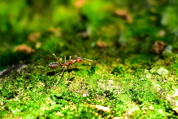 Czerwona Mrówka Jest Bardzo Mała Skupienie Selektywne Wolne Miejsce Tekst — Zdjęcie stockowe