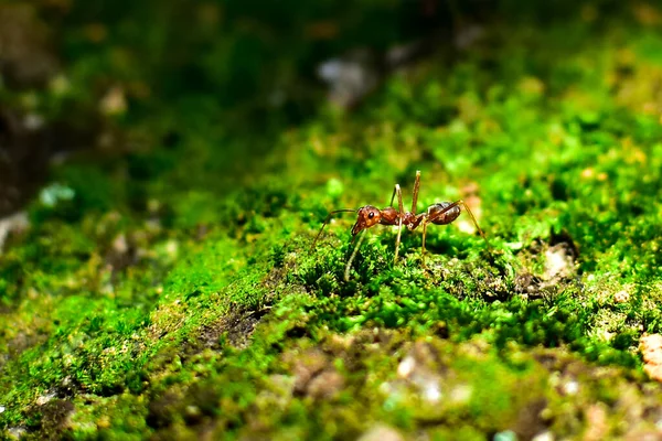 红蚂蚁很小 有选择的重点 自由的文字空间 — 图库照片