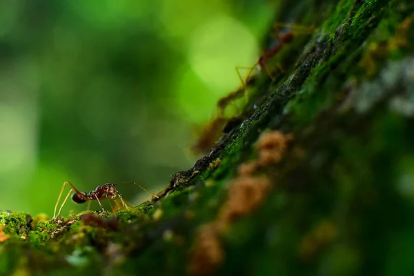 Fourmi Rouge Est Très Petite Focus Sélectif Espace Libre Pour — Photo