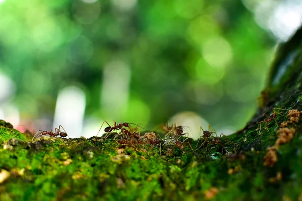 Die Rote Ameise Ist Sehr Klein Selektiver Fokus Freiraum Für — Stockfoto