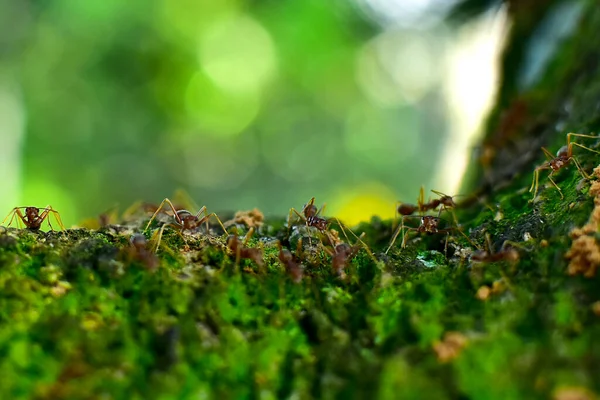Kırmızı Karınca Çok Küçüktür Seçici Odak Metin Için Boş Alan — Stok fotoğraf