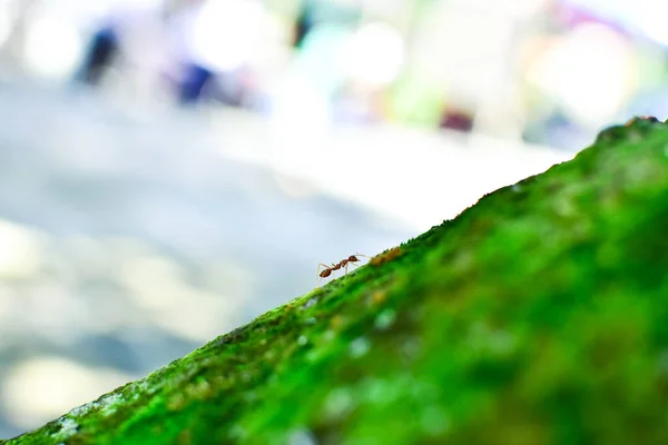红蚂蚁很小 有选择的重点 自由的文字空间 — 图库照片