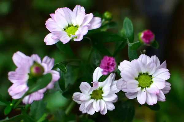 Fleurs Blanches Pourpres Avec Des Feuilles Bleu Vert Rosée Attachée — Photo