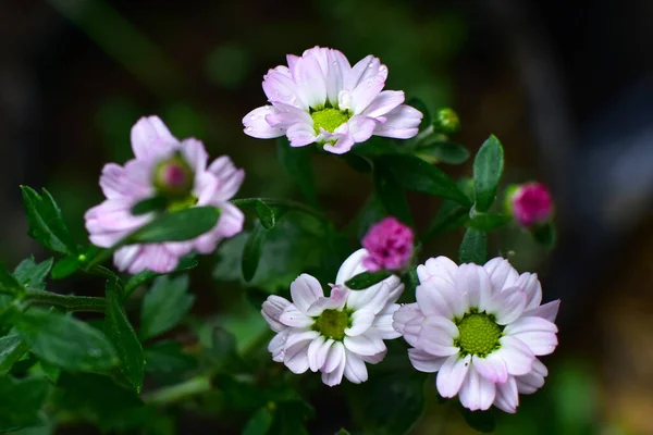 Flores Blancas Púrpuras Con Hojas Verdes Azules Rocío Unido Primavera — Foto de Stock