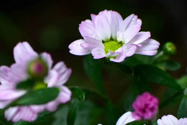 Fleurs Blanches Pourpres Avec Des Feuilles Bleu Vert Rosée Attachée — Photo
