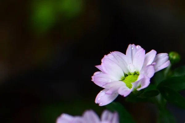 Purple White Flowers Blue Green Leaves Dew Attached Spring — Stock Photo, Image