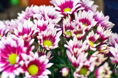 Mor kasımpatı çiçeği yakın plan, soyut arka plan, HD Görüntü ve Büyük Çözünürlük. Duvar kağıdı olarak kullanılabilir