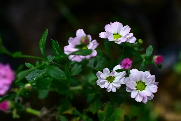 Flores Blancas Púrpuras Con Hojas Verdes Azules Rocío Unido Primavera — Foto de Stock