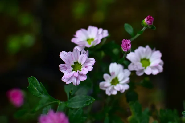 Flores Blancas Púrpuras Con Hojas Verdes Azules Rocío Unido Primavera — Foto de Stock