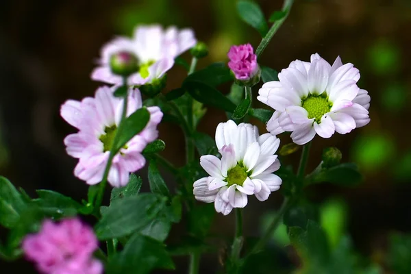 Flores Blancas Púrpuras Con Hojas Verdes Azules Rocío Unido Primavera — Foto de Stock