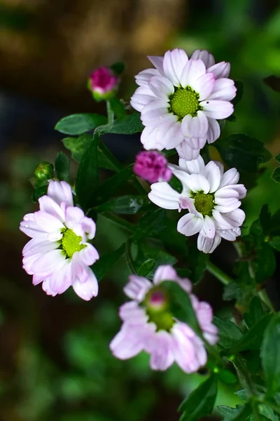 Flores Blancas Púrpuras Con Hojas Verdes Azules Rocío Unido Primavera — Foto de Stock