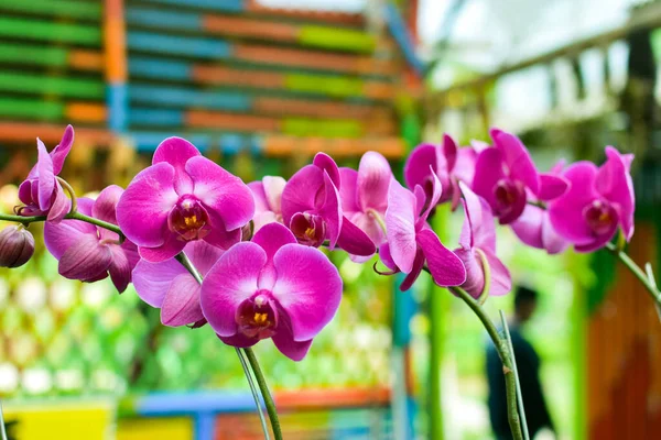 Orquídea Lunar Beatiful Phalaenopsis Com Fundo Borrado Imagem Grande Resolução — Fotografia de Stock