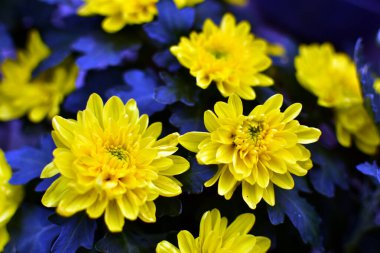 Güzel kasımpatı sarı ve kırmızı çiçek