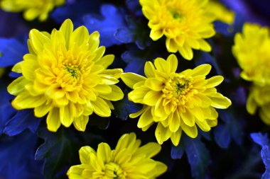 Güzel kasımpatı sarı ve kırmızı çiçek