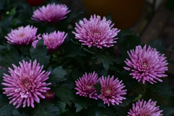 Purple chrysanthemum flower close-up, abstract background, HD Image and Large Resolution. can be used as wallpaper