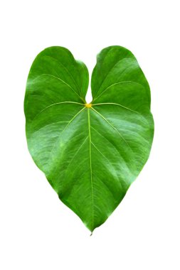 Beyaz arka planda izole edilmiş tropikal yaprak bitkisi Fil kulağı veya taro (Colocasia türleri) yeşil yaprakları içerir..