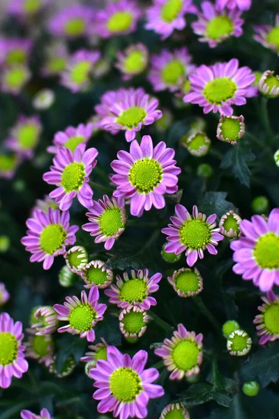 Chrysanthème Violet Fleur Gros Plan Fond Abstrait Image Grande Résolution — Photo