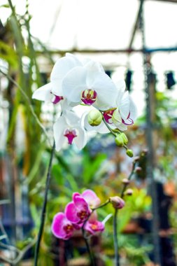 Bulanık arkaplan, HD Görüntü ve Büyük Çözünürlük ile güzel ay orkidesi (phalaenopsis). Duvar kağıdı olarak kullanılabilir