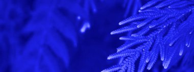 Uçurumlardaki eğreltiotu ağaçları ve vadilerdeki hayalet mavisi renkler. arka plan ve duvar kağıdı olarak kullanılabilir. Ağ pankartları kavramı.