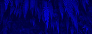 Uçurumlardaki eğreltiotu ağaçları ve vadilerdeki hayalet mavisi renkler. arka plan ve duvar kağıdı olarak kullanılabilir. Ağ pankartları kavramı.