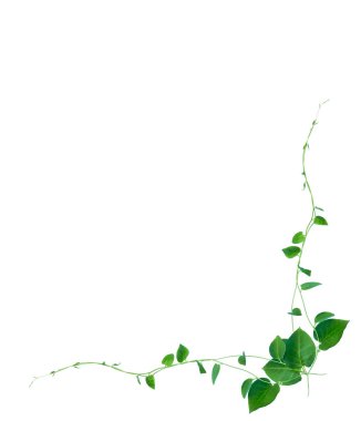 Beyaz arka planda izole edilmiş çiçek ve yapraklardan oluşan yaratıcı bir düzen. Düz yatıyordu. Doğa konsepti