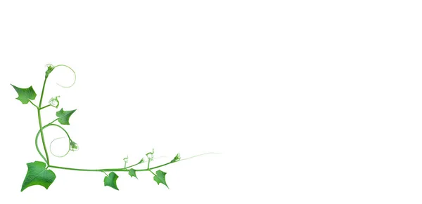 Creative Layout Made Fern Leaves Isolated White Background Image Large — Stock Photo, Image