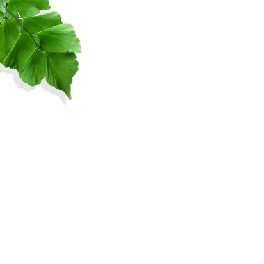 Düz yapraklardan, düz tasarımdan, HD Image ve Büyük Çözünürlükten oluşan yaratıcı düzen. arkaplan ve duvar kağıdı olarak kullanılabilir