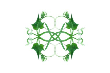 Çiçek Tasarımı. Çarpık orman sarmaşıkları kalp şeklinde yeşil yapraklı liana bitkisi beyaz arka planda izole edilmiş, HD Görüntü ve Büyük Çözünürlük