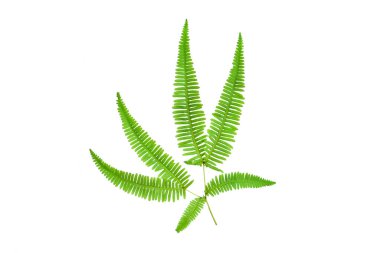 eğreltiotu yaprakları beyaz arka planda izole, tropikal bitkiler, yaz konsepti, kırpma yolu dahil