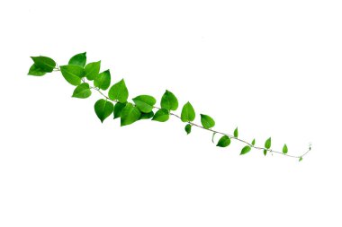 Kırpılmış orman sarmaşıkları, kalp şeklinde yeşil yapraklı liana bitkisi, beyaz arka planda izole edilmiş, kırpma yolu da dahil. Çiçek Tasarımı. HD Resim ve Büyük Çözünürlük. Duvar kağıdı olarak kullanılabilir
