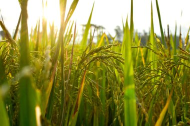 Öğleden sonra pirinç tohumu, yazı için boş alan, HD Image ve Büyük Çözünürlük. Duvar kağıdı olarak kullanılabilir