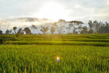 Öğleden sonra pirinç tohumu, yazı için boş alan, HD Image ve Büyük Çözünürlük. Duvar kağıdı olarak kullanılabilir