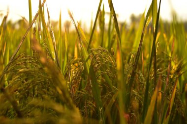 Öğleden sonra pirinç tohumu, yazı için boş alan, HD Image ve Büyük Çözünürlük. Duvar kağıdı olarak kullanılabilir