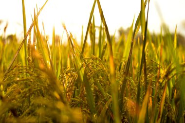 Öğleden sonra pirinç tohumu, yazı için boş alan, HD Image ve Büyük Çözünürlük. Duvar kağıdı olarak kullanılabilir