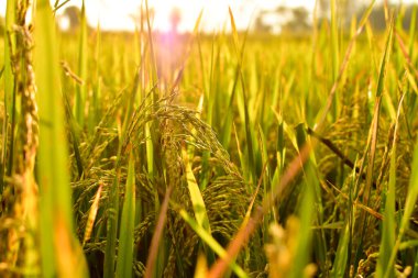 Öğleden sonra pirinç tohumu, yazı için boş alan, HD Image ve Büyük Çözünürlük. Duvar kağıdı olarak kullanılabilir
