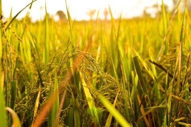 Öğleden sonra pirinç tohumu, yazı için boş alan, HD Image ve Büyük Çözünürlük. Duvar kağıdı olarak kullanılabilir