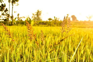 Öğleden sonra pirinç tohumu, yazı için boş alan, HD Image ve Büyük Çözünürlük. Duvar kağıdı olarak kullanılabilir