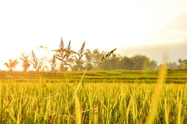 Öğleden sonra pirinç tohumu, yazı için boş alan, HD Image ve Büyük Çözünürlük. Duvar kağıdı olarak kullanılabilir
