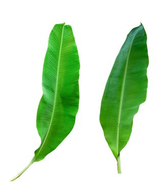 Beyaz arka planda izole edilmiş muz yaprağı, kırpma yolları da dahil. HD Resim ve Büyük Çözünürlük. Duvar kağıdı olarak kullanılabilir