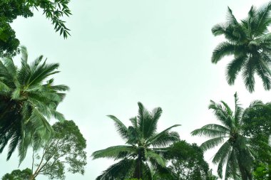 Beyaz gökyüzü ile Hindistan cevizi palmiyesi, güzel tropikal arkaplan