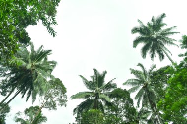 Beyaz gökyüzü ile Hindistan cevizi palmiyesi, güzel tropikal arkaplan