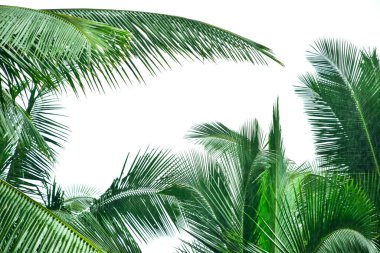 Beyaz gökyüzü ile Hindistan cevizi palmiyesi, güzel tropikal arkaplan