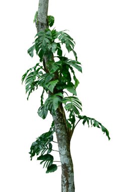 Doğal Monstera 'nın yeşil yaprakları (Epipremnum pinnatum) orman ağacında yetişen liana bitkisi, tropikal orman bitkisi her zaman yeşil olan çalılar kesme yolu ile beyaz arka planda izole edilmiş.