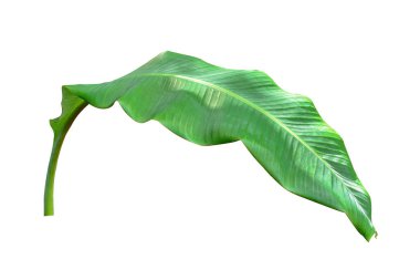 Muz yaprağı kırpma yolu olan beyaz arkaplanı izole etti. HD Resim ve Büyük Çözünürlük. Duvar kağıdı olarak kullanılabilir