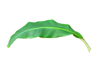 Muz yaprağı kırpma yolu olan beyaz arkaplanı izole etti. HD Resim ve Büyük Çözünürlük. Duvar kağıdı olarak kullanılabilir