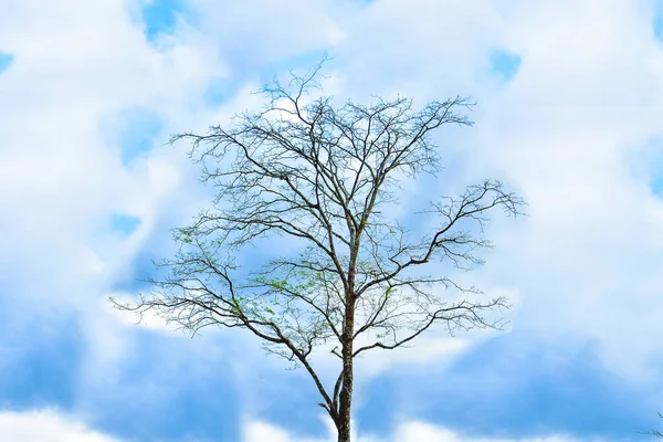 Изолированное Мертвое Дерево Листьев Голубом Небе Белые Облака Обрезкой Пути — стоковое фото