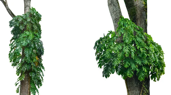Sammlung Von Monstera Blatt Isoliert Auf Weißem Hintergrund Tropische Pflanze — Stockfoto