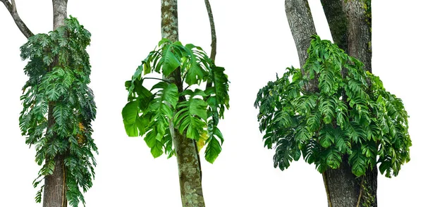 Sammlung Von Monstera Blatt Isoliert Auf Weißem Hintergrund Tropische Pflanze — Stockfoto