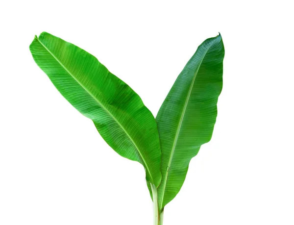Beyaz arka planda izole edilmiş muz yaprağı, kırpma yolları da dahil. HD Resim ve Büyük Çözünürlük. Duvar kağıdı olarak kullanılabilir
