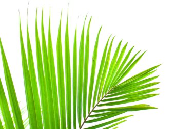 Beyaz arka planda izole edilmiş palmiye yaprağı, yaz konsepti, metin için boş alan, kırpma yolu dahil, HD Resim ve Büyük Çözünürlük. Masaüstü duvar kağıdı olarak kullanılabilir